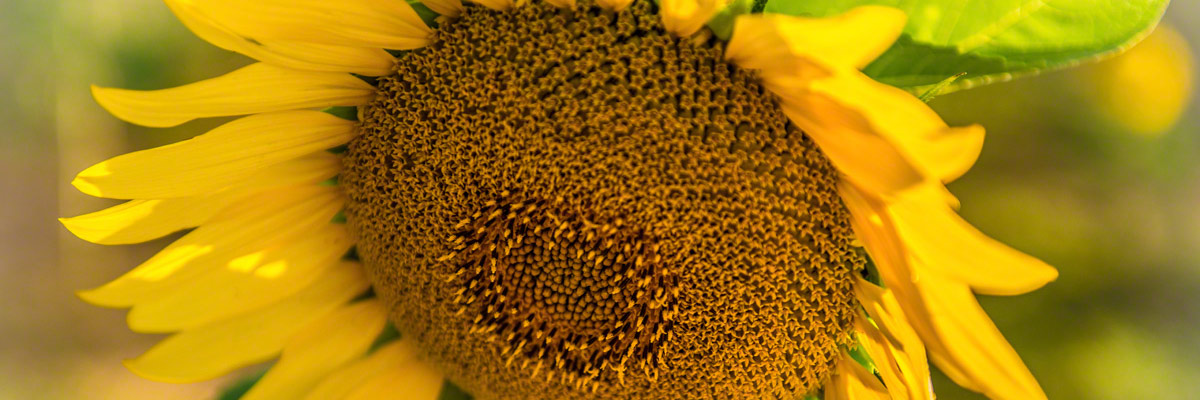 Colorado Sunflower Photos