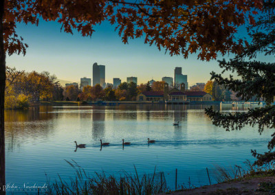 Geese at Denver City Park