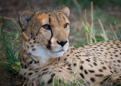 Cheetah at Denver Zoo