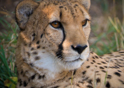 Cheetah at Denver Zoo