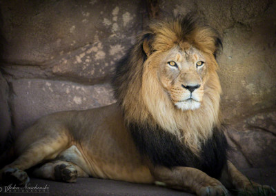Male Lion at Denver Zoo
