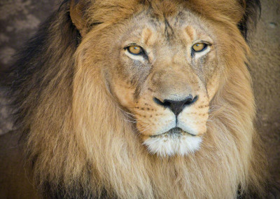Portrait of Male Lion at Denver Zoo