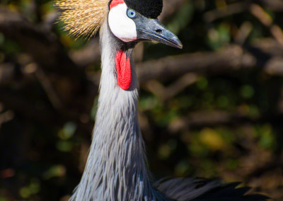 East African Crowned Crane at Denver Zoo