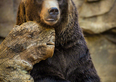 Grizzly Bear at Denver Zoo