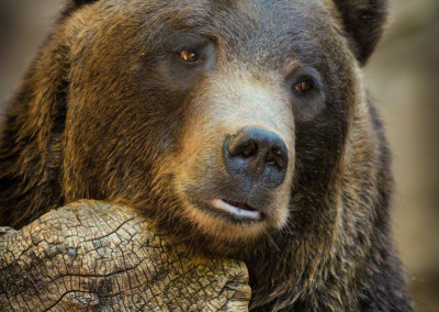Sad Grizzly Bear at Denver Zoo