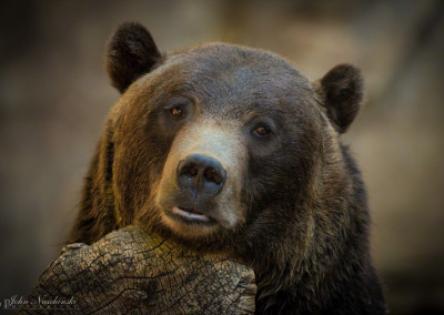Close Up of Grizzly Bear at Denver Zoo