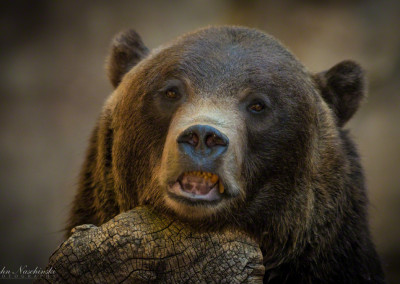 Snarling Grizzly Bear at Denver Zoo