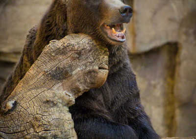 Grizzly Bear at Denver Zoo
