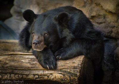 Black Bear at Denver Zoo