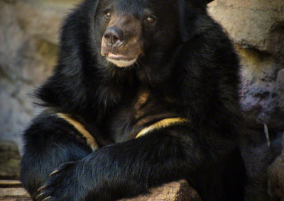 Black Bear at Denver Zoo