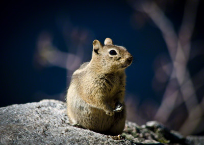 A Local Resident - Colorado Golden-Mantled Ground Squirrel