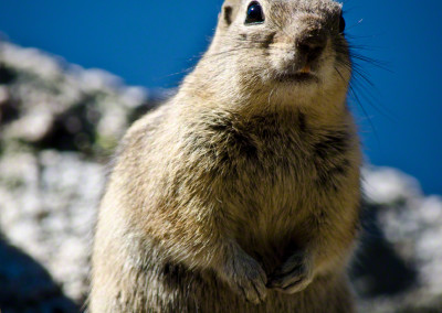 Colorado Golden-Mantled Ground Squirrel at Bear Lake