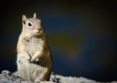 Colorado Golden-Mantled Ground Squirrel at Bear Lake Greeting Visitors