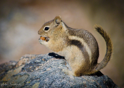 Colorado Golden-Mantled Ground Squirrel at Bear Lake
