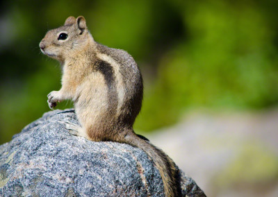 Colorado Golden-Mantled Ground Squirrel at Rocky Mountain National Park