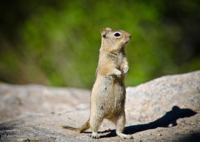 Colorado Golden-Mantled Ground Squirrel at Rocky Mountain National Park