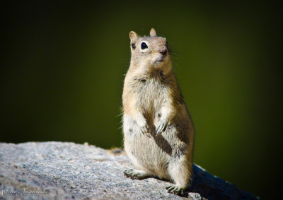 Colorado Golden-Mantled Ground Squirrel at Rocky Mountain National Park Sitting for a Portrait