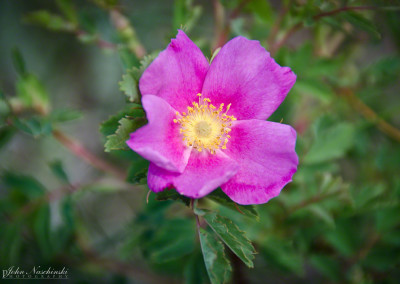 Colorado Wild Rose