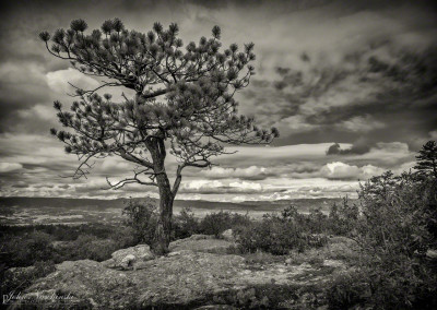 Lone Tree at Cherokee Ranch