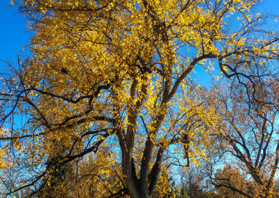 Tree with Fall Colors at Denver City Park