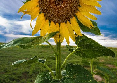 Tall Colorado Sunflower in a Field