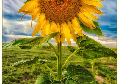 Van Gogh Style Colorado Sunflower