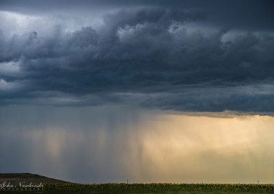 Colorado Sunflower Field with Stormy Sky