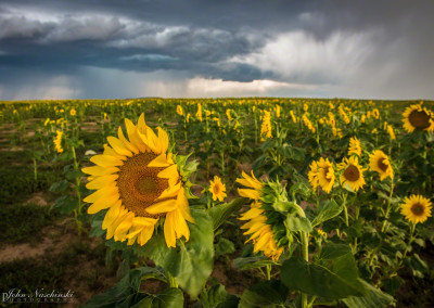 Field of Colorado Sunflowers