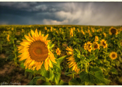 Stormy Field of Colorado Sunflowers