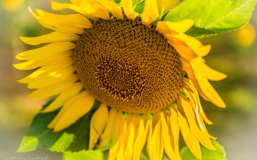 Colorado Sunflower Photos