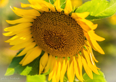 Colorado Sunflower Close Up