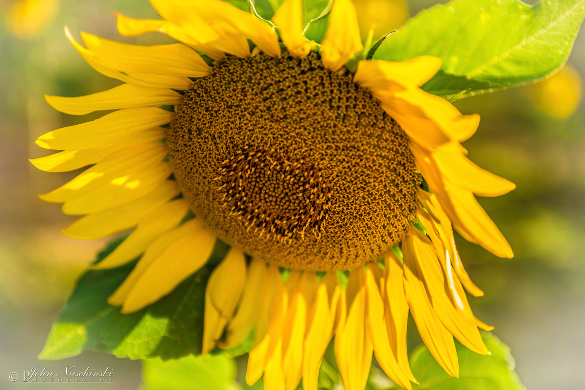 Colorado Sunflower Photos