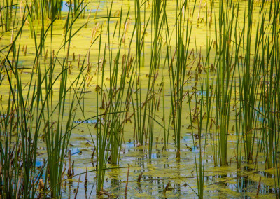 Photos of Colorado Open Space in Greeley