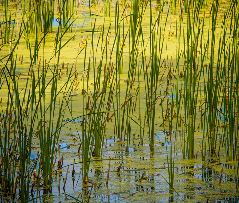 Photos of Colorado Open Space in Greeley