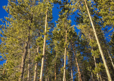 Tall Pines in Breckenridge
