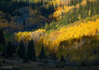 Strand of Aspen Trees Below Maroon Bells