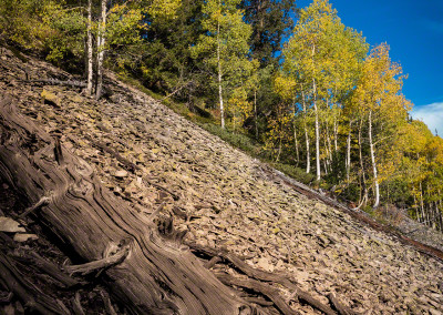 Fallen Trees off CR-730 in Crested Butte Colorado