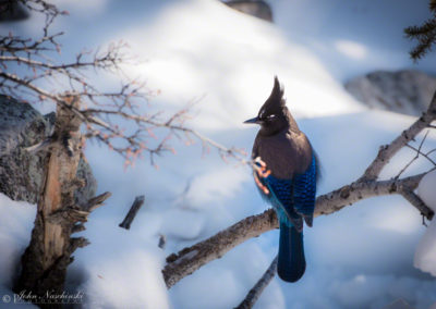 Blue Jay in the Snow - Sapphire Point Lake Dillon