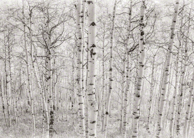 Aspen Trees on CR-730 in Crested Butte Colorado B&W