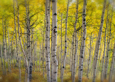 Aspen Trees on CR-730 in Crested Butte Colorado