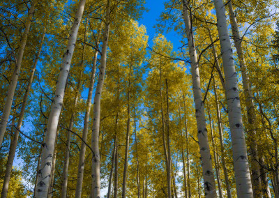 Strand of Aspen Trees Crested Butte Colorado