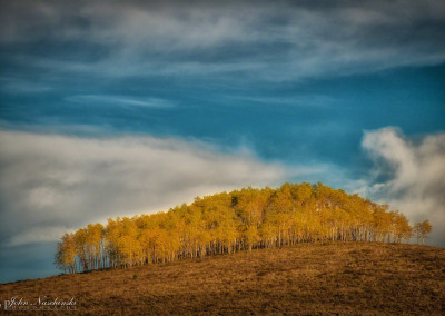 Lone Strand of Aspens on Hill in Crested Butte Colorado