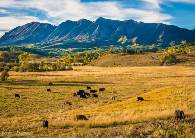 Cattle Ranch in Crested Butte Colorado - Anthracite Range