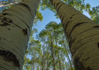 Colorado Aspen Trees Late Summer