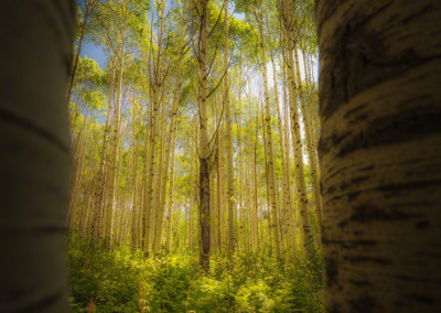 Strand of Colorado Aspen Trees Late Summer Glow