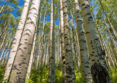 Strand of Colorado Aspen Trees Late Summer