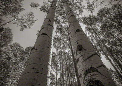 Strand of Colorado Aspen Trees Late Summer B&W