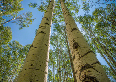 Looking Up at Strand of Colorado Aspen Trees Late Summer