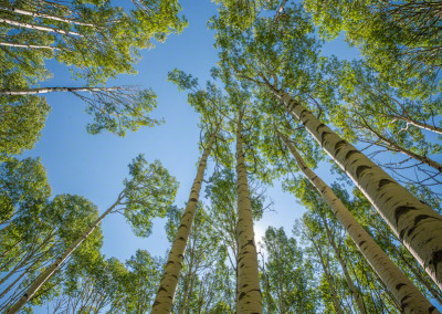 Looking Up at Strand of Colorado Aspen Trees Late Summer