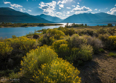 Light Rays Illuminating Wildflowers at Twin Lakes in Leadville Colorado